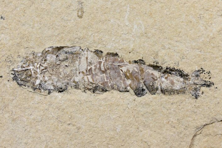 Cretaceous Fossil Shrimp - Lebanon #147240